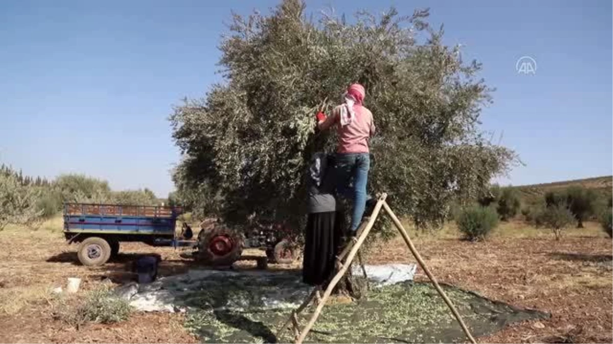 İdlib\'in geçim kaynağı zeytinin hasadı, artan masrafların gölgesinde başladı