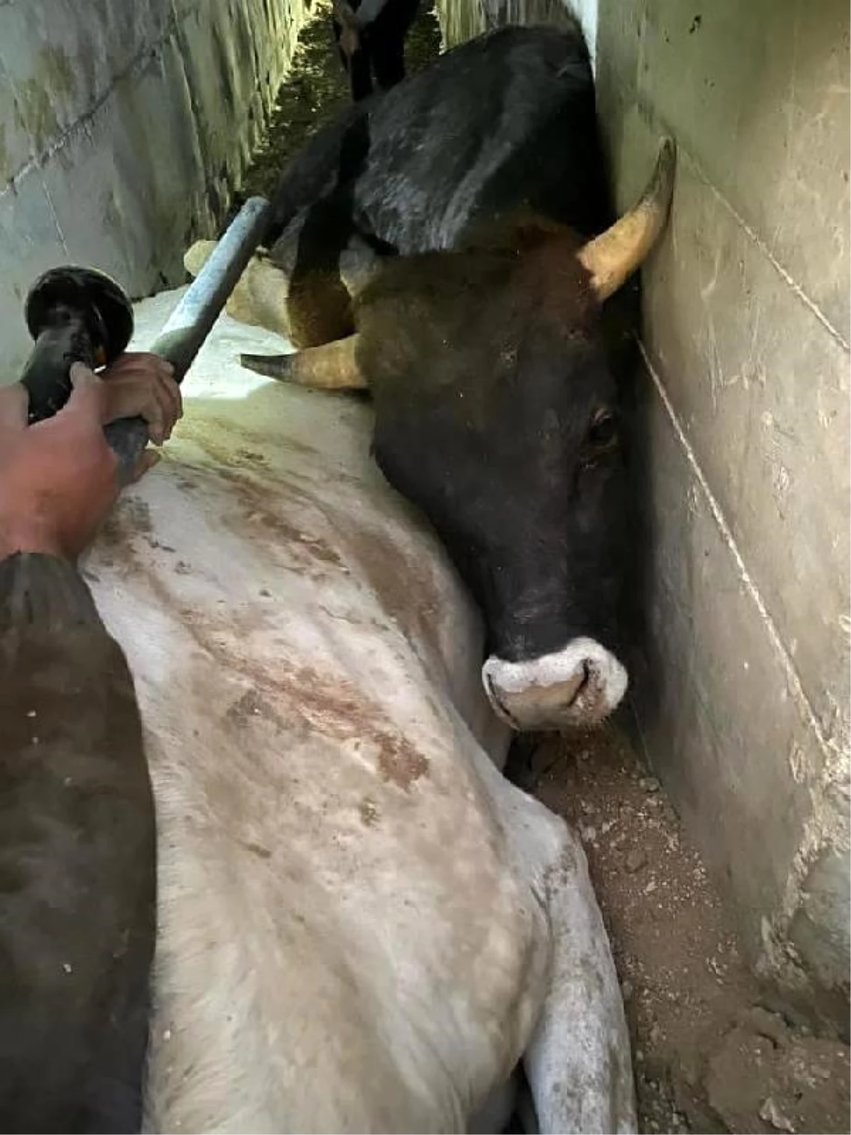 Menfezde sıkışan 5 inek kurtarıldı