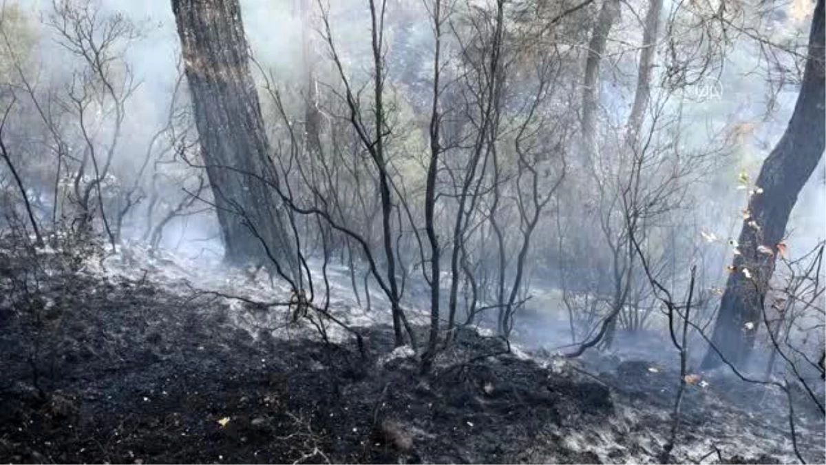 Menteşe\'deki orman yangını söndürüldü