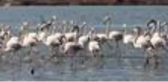 Muğla'nın erkenci flamingoları