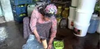 Okuyan çocuğu ve engelli eşi için zeytincilik işine girdi, şimdi yılda 6 ton zeytin satıyor