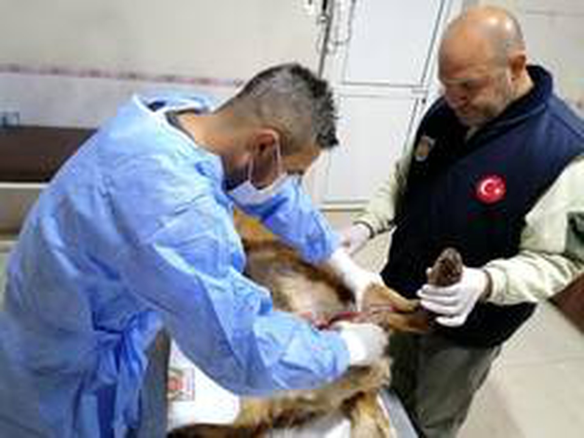 Tüfekle yaralanan köpek, belediye ekiplerince tedavi altına alındı