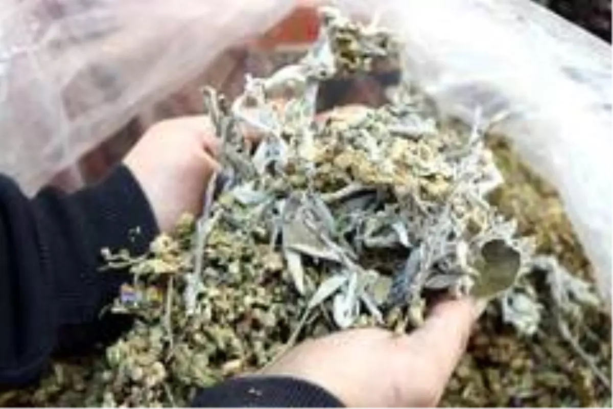 Uzmanlar söyledi, adaçayı ve ebegümeci satışı tavan yaptı