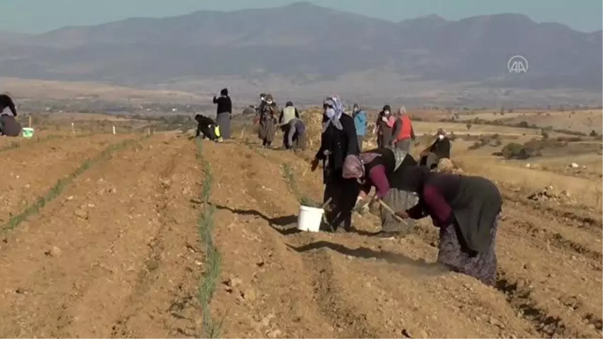 Ata topraklarında devasa lavanta bahçesi kurdu