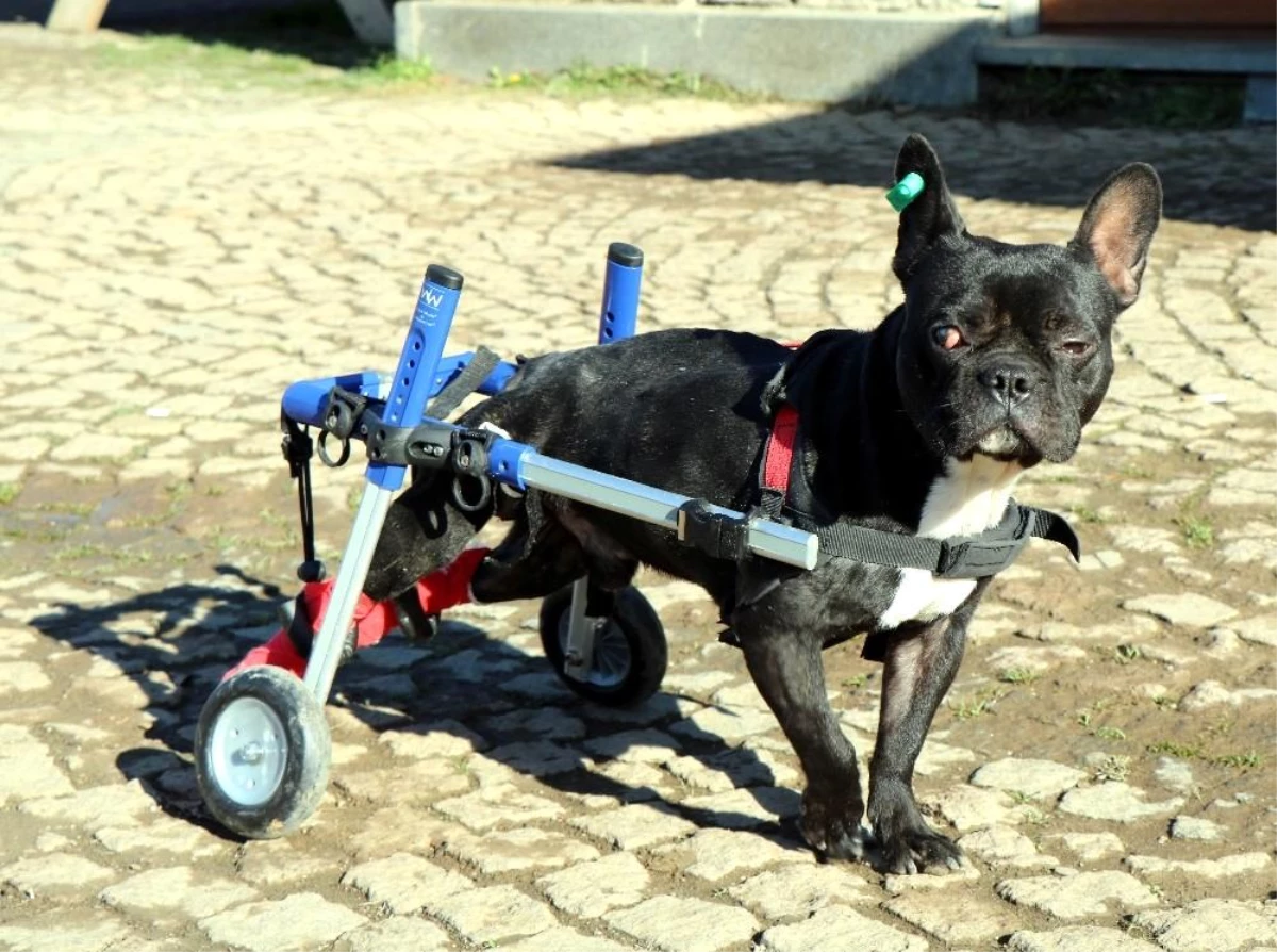 Bacakları felç olan köpek yürüteçle hayata tutundu