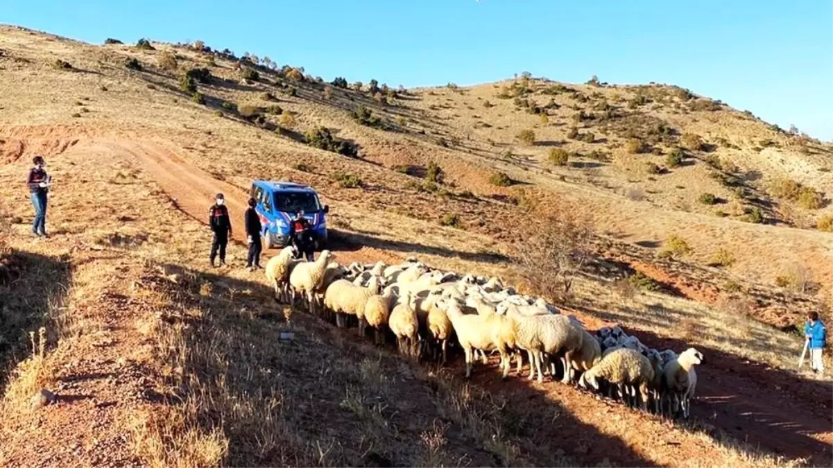 Kayıp 59 koyun drone ile bulundu