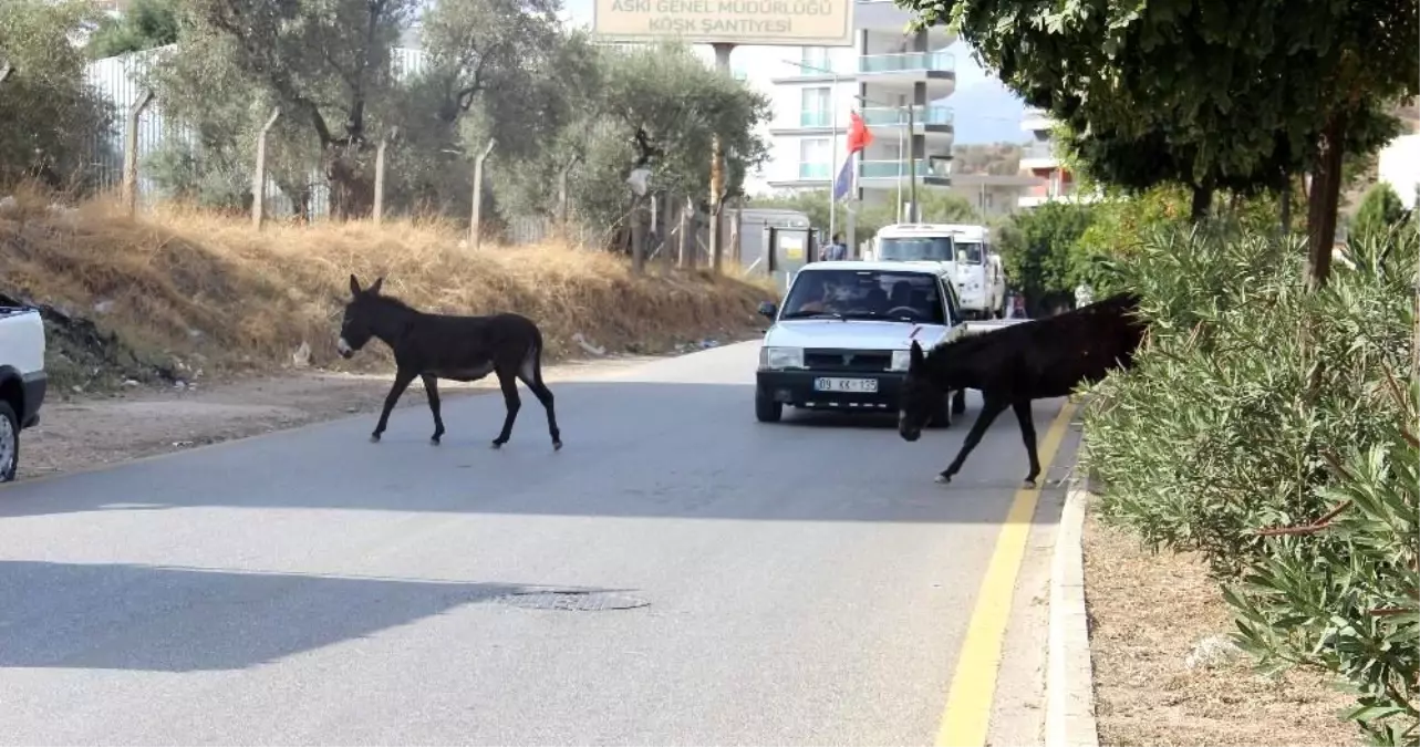 Kuraklık eşeklere yaradı