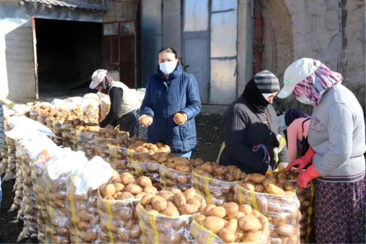 Patatesler doğal soğuk hava deposu mağaralarda saklanıyor