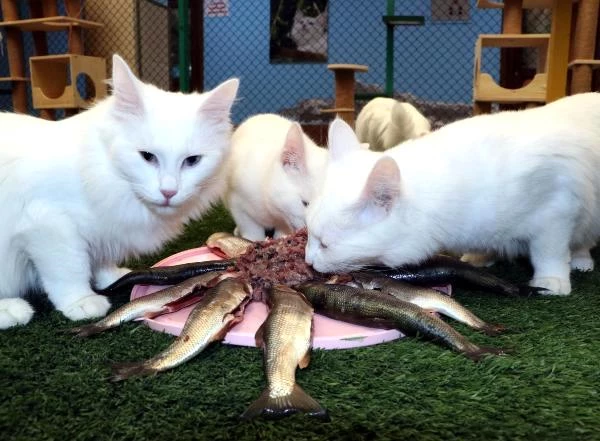 Son dakika haberi! Ziyaretçisi azalan Van kedileri, inci kefaliyle besleniyor