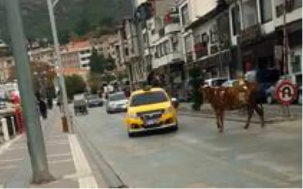 Amasya\'da sahibinden kaçan boğa trafiği birbirine kattı