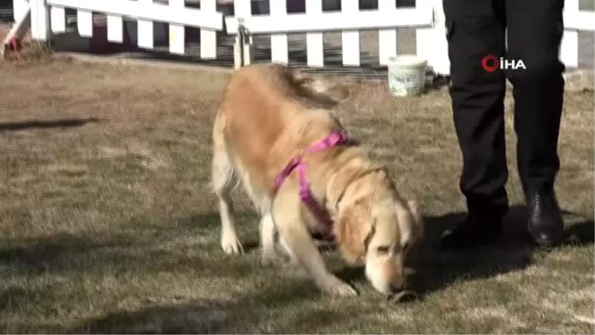 Bir bacağı kesilen köpek, öğrencilerin sevgisi ile hayata tutundu