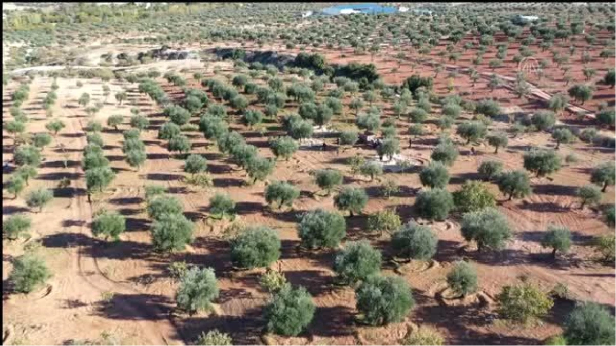 GAZİANTEP - Güneydoğulu üreticilerin zorlu zeytin hasadı başladı