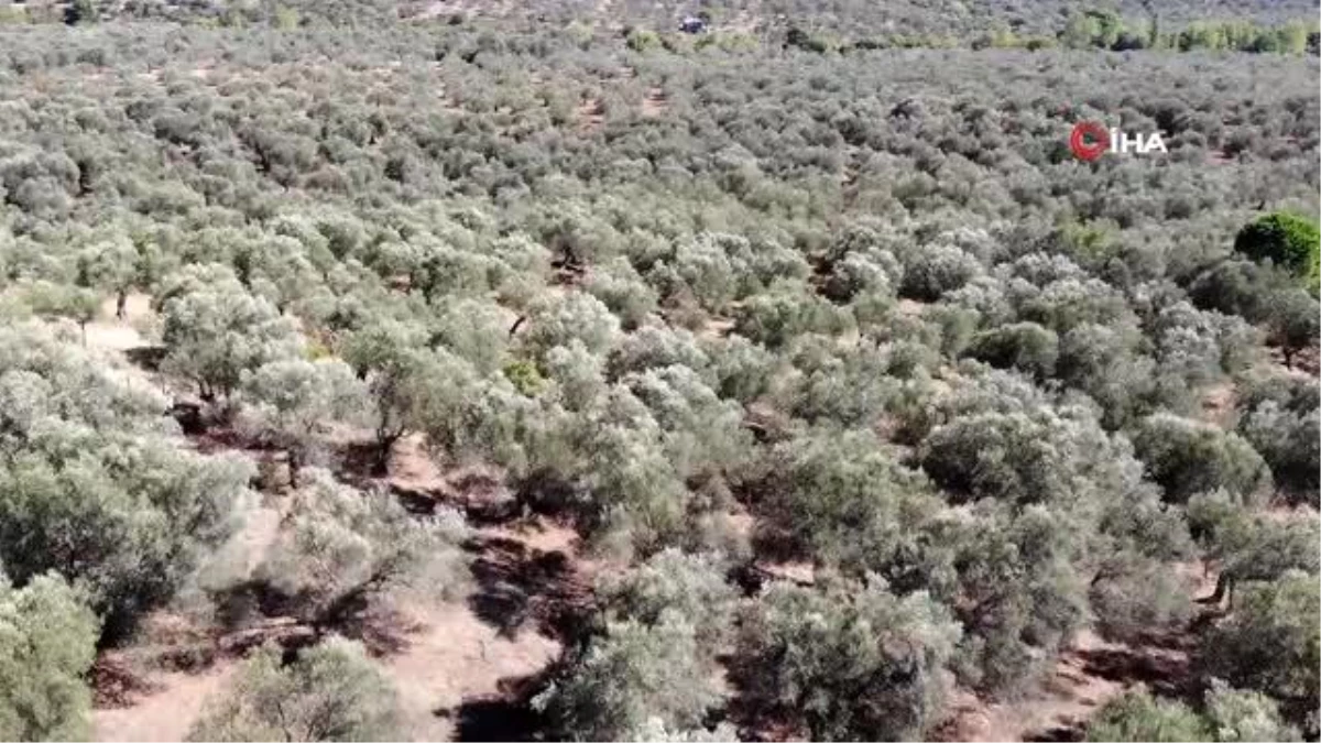 Korona virüs ile mücadelede zeytin yaprağı çayı büyük ilgi görüyor