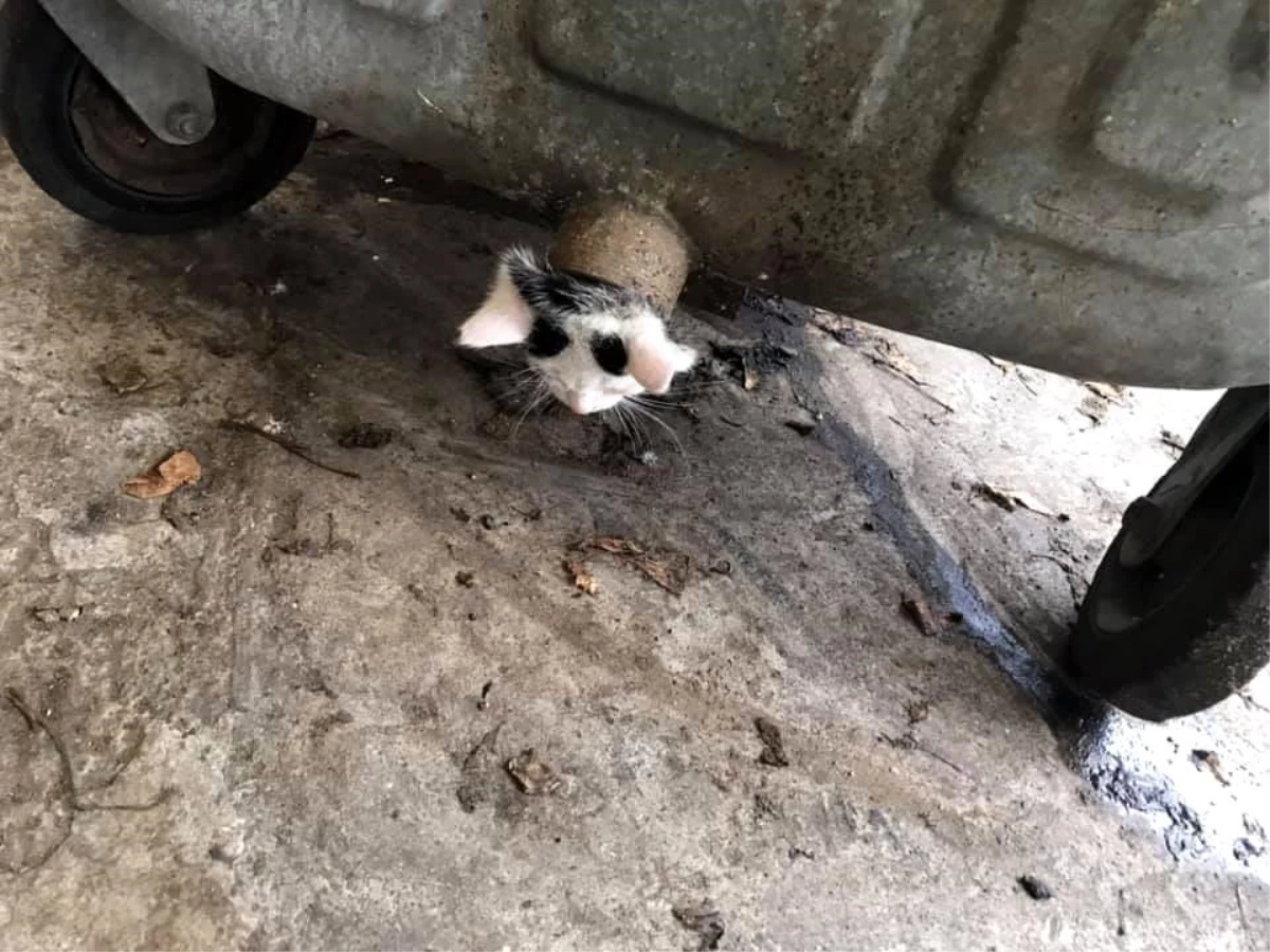 Son dakika haberi... Polonya\'da çöp konteynerinde sıkışan yavru kediye "yağlı" operasyon
