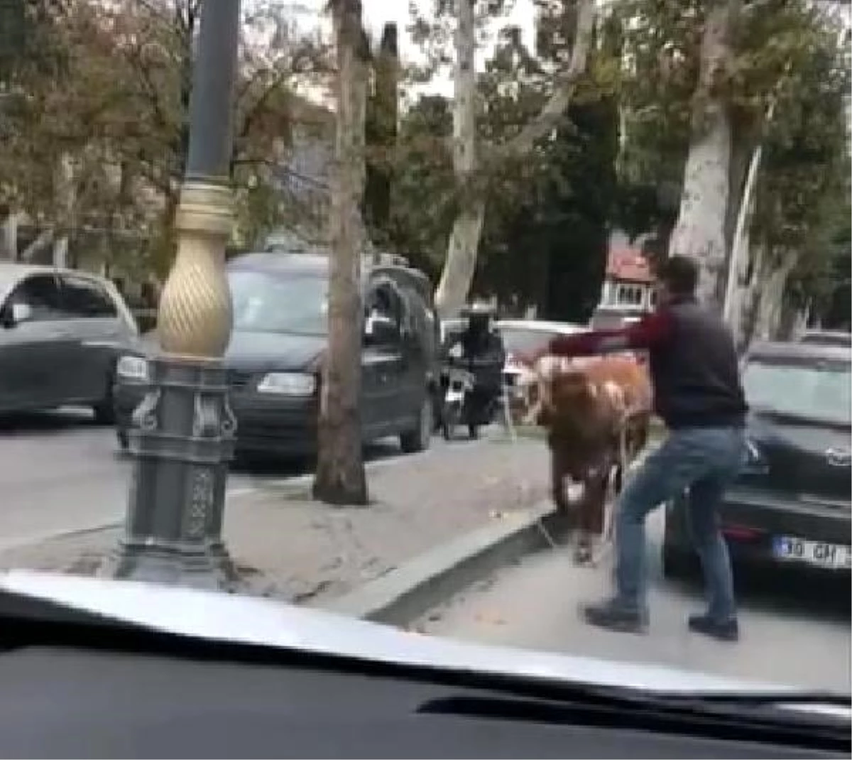 Sahibinin elinden kaçan boğa trafiği karıştırdı