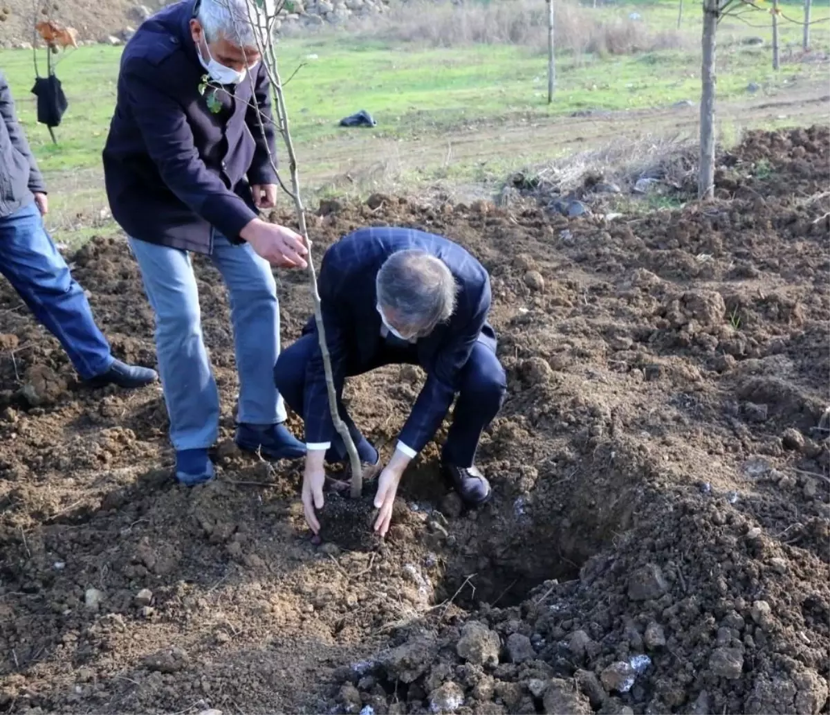 Serdivan\'da meyve ağaçları toprakla buluştu