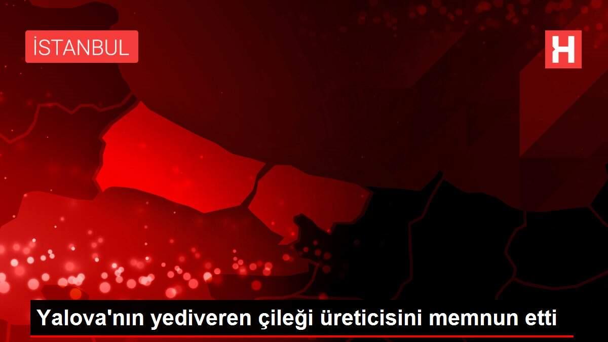 Yalova'nın yediveren çileği üreticisini memnun etti