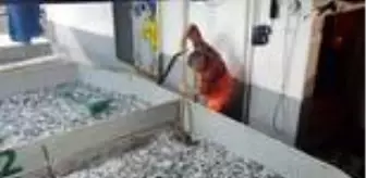 ZONGULDAK - Karadeniz'de hamsi bereketi