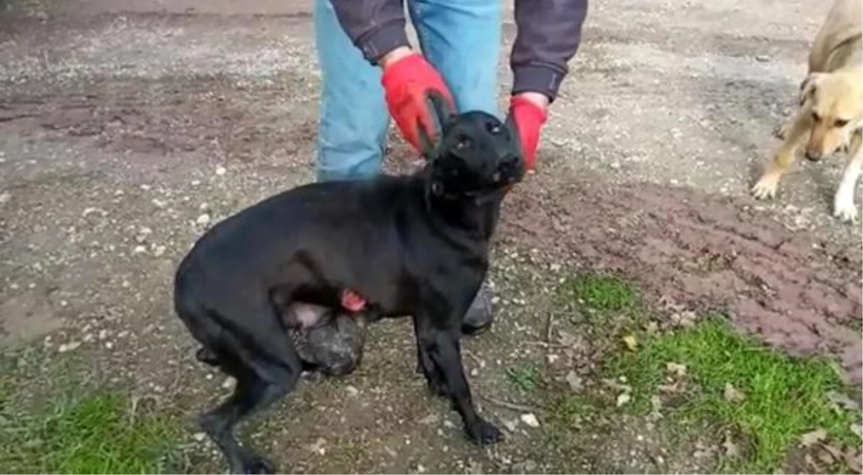 Ormanlık alanda yaralı olarak bulunan köpekte tecavüz bulgularına rastlandı
