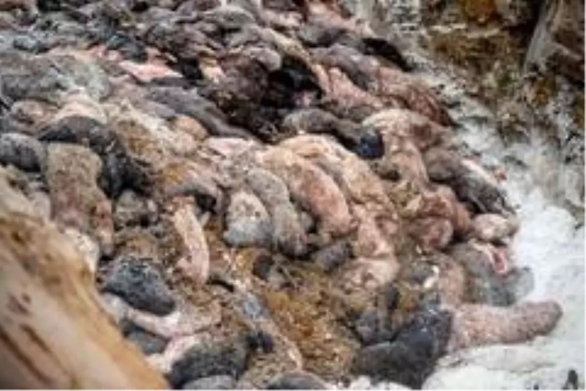 Danimarka\'da "zombi" vizon istilası