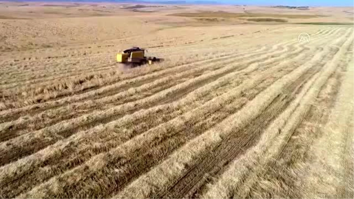 DİYARBAKIR - "Empire" buğday ile daha fazla verim alınması hedefleniyor