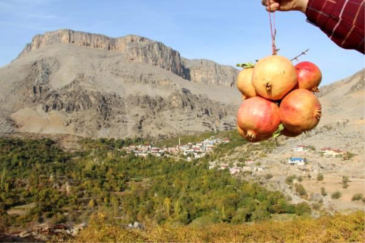 Diyarbakır\'ın \'Küçük Antalya\'sında her çeşit meyve yetişiyor