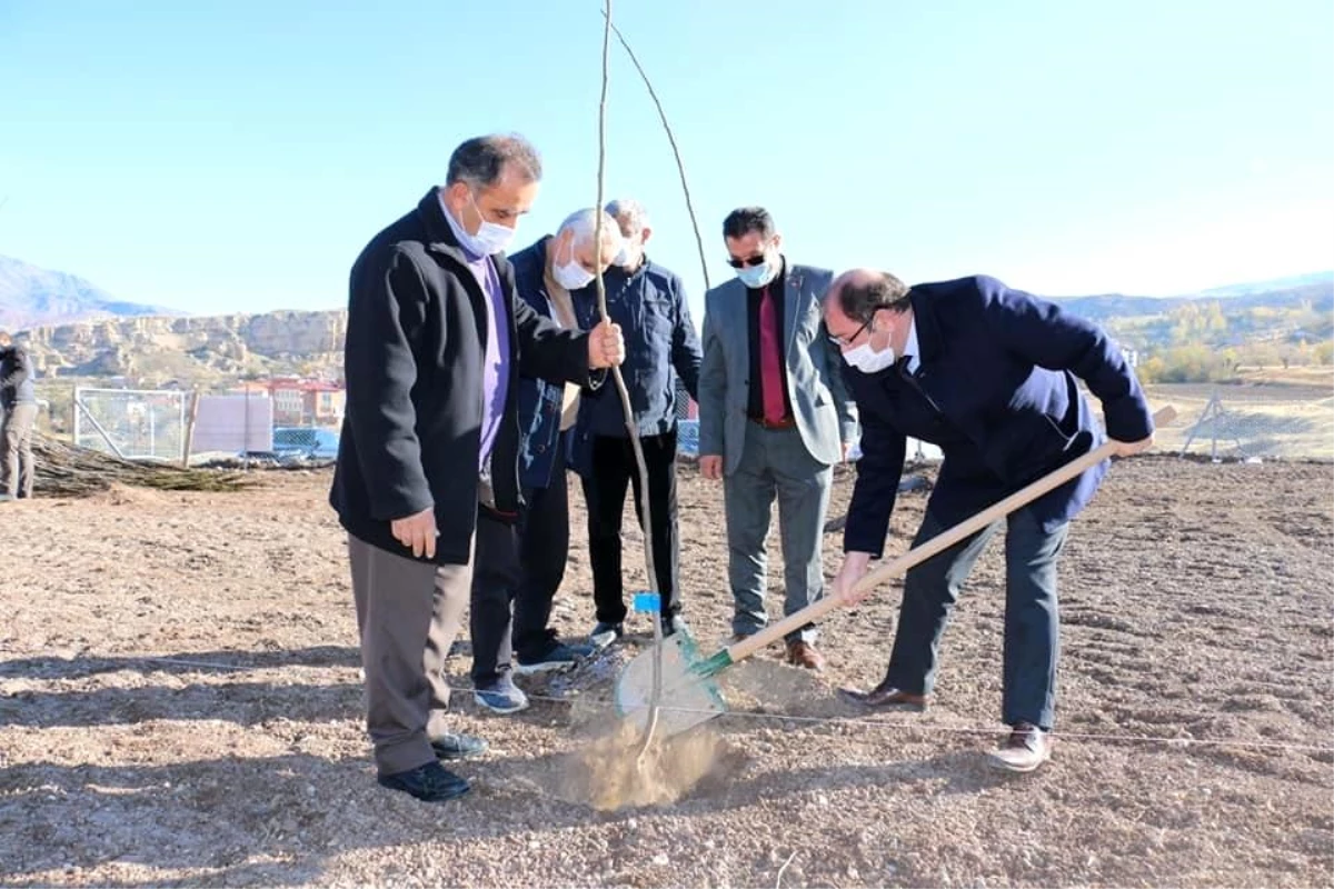 Doğu\'nun ceviz bahçesi büyümeye devam ediyor