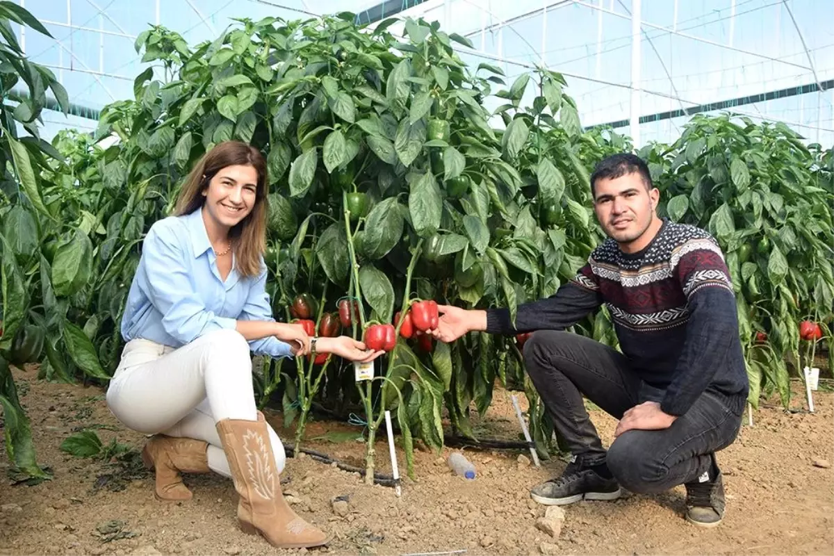 İki kardeş Antalya\'da ürettikleri Kaliforniya biberini dünyaya ihraç ediyor