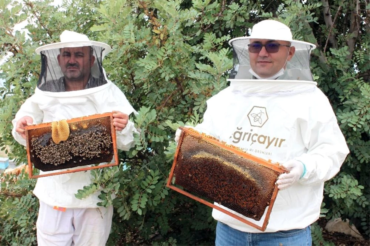 Mersin\'de arıların organik bal mesaisi
