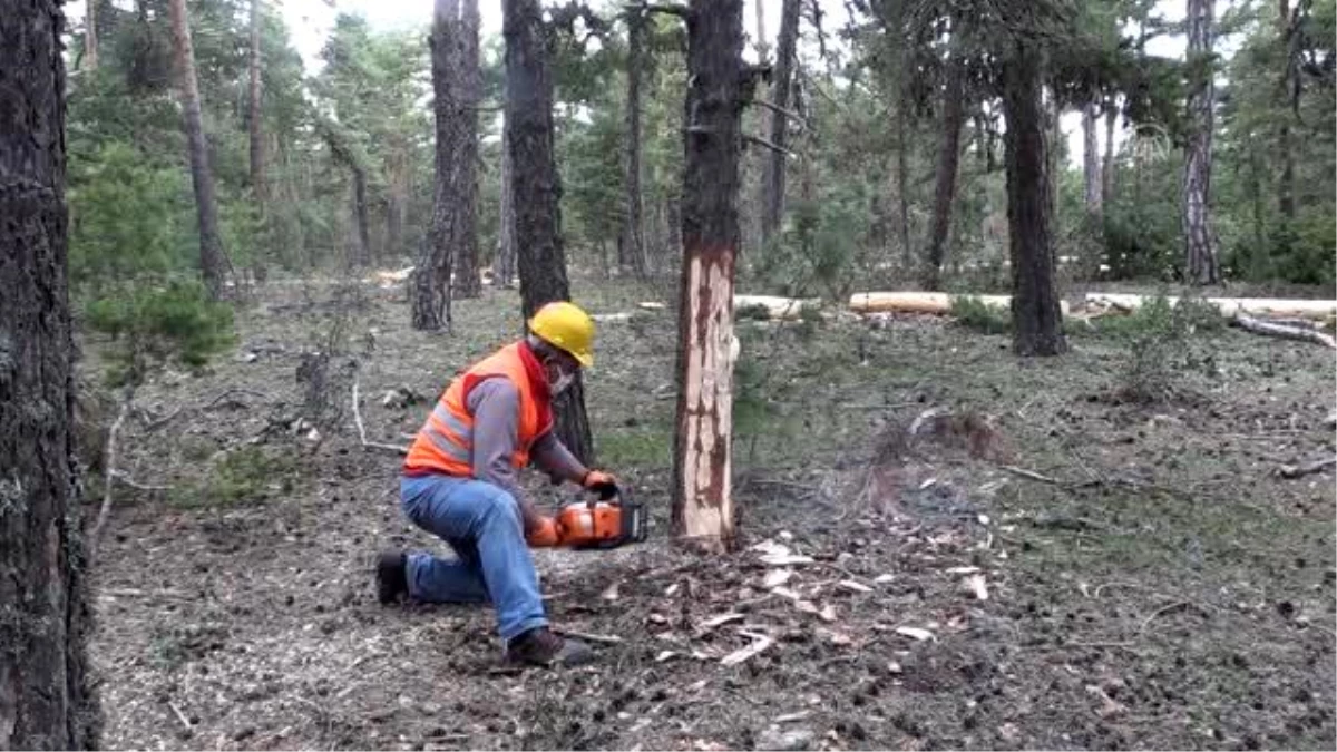 Vatandaşlardan ilçeye orman işletme müdürlüğü kurulması talebi