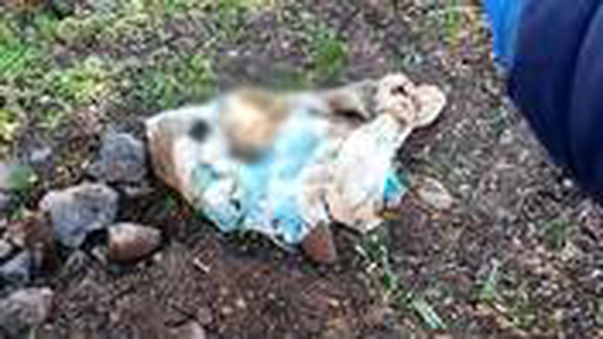 Bebek gömüldüğü sanılan mezarlıkta köpek cesedi bulundu