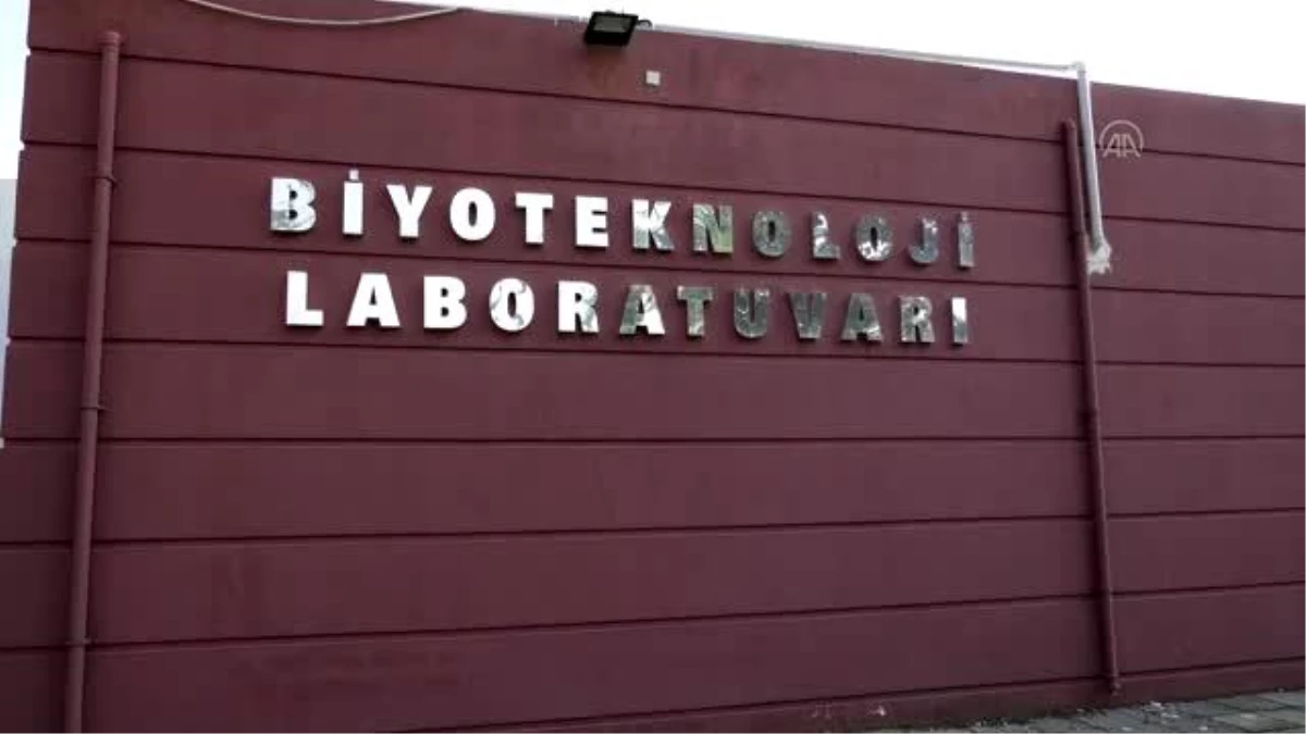 GÜZELYURT - TİKA, KKTC\'deki fidan üretim istasyonlarını modernize etti