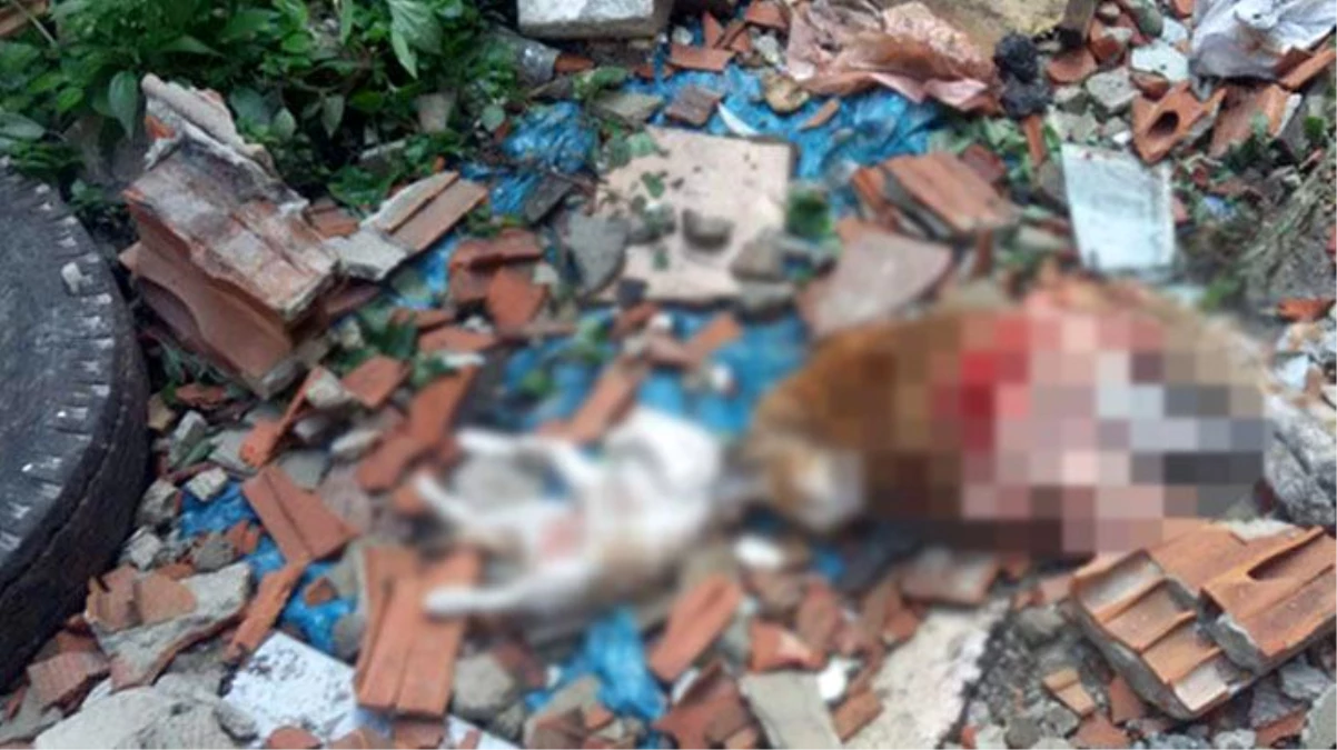 İstanbul\'un ortasında vahşet! 4\'ü yavru 7 kedi parçalanmış halde bulundu