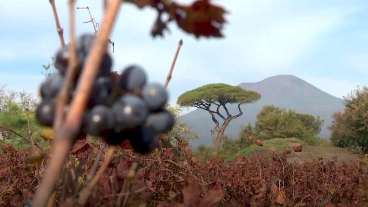 Pompeii\'de 2000 yıl önce üretilen şarabın aynısı yeniden üretildi