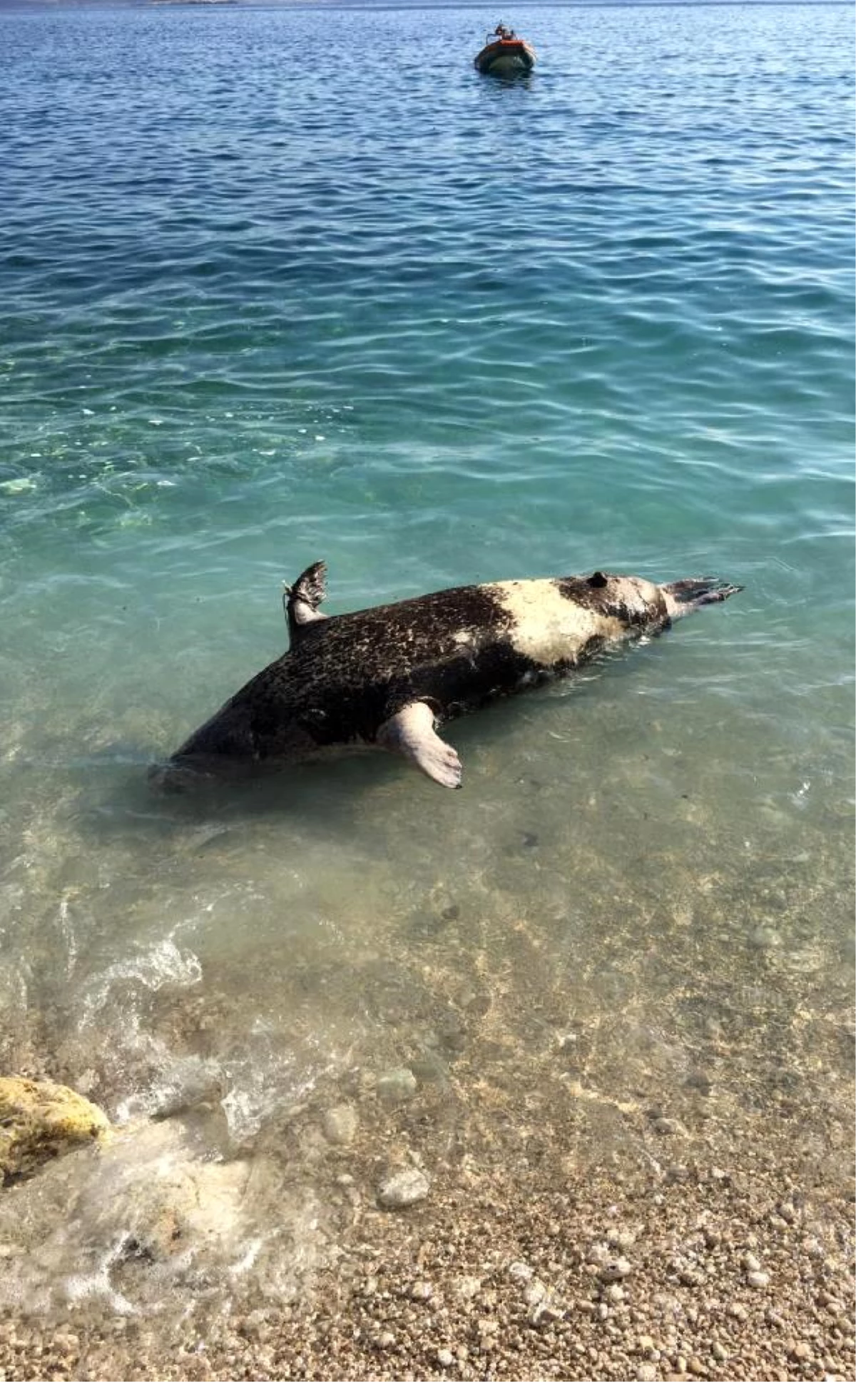 Son dakika haberi! Sahilde ölü fok bulundu