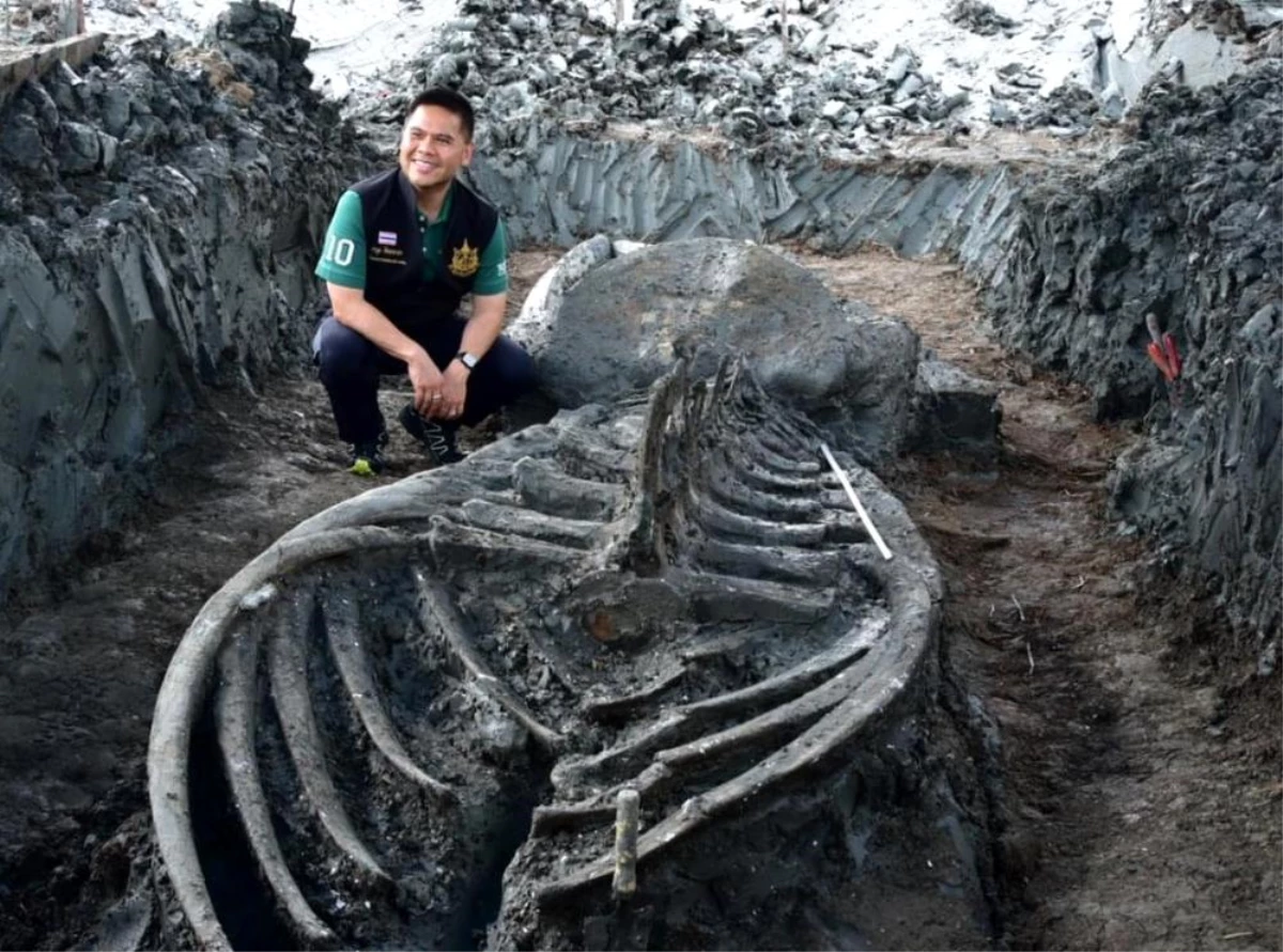 Tayland\'da 12 metre uzunluğunda 5 bin yıllık balina iskeleti bulundu