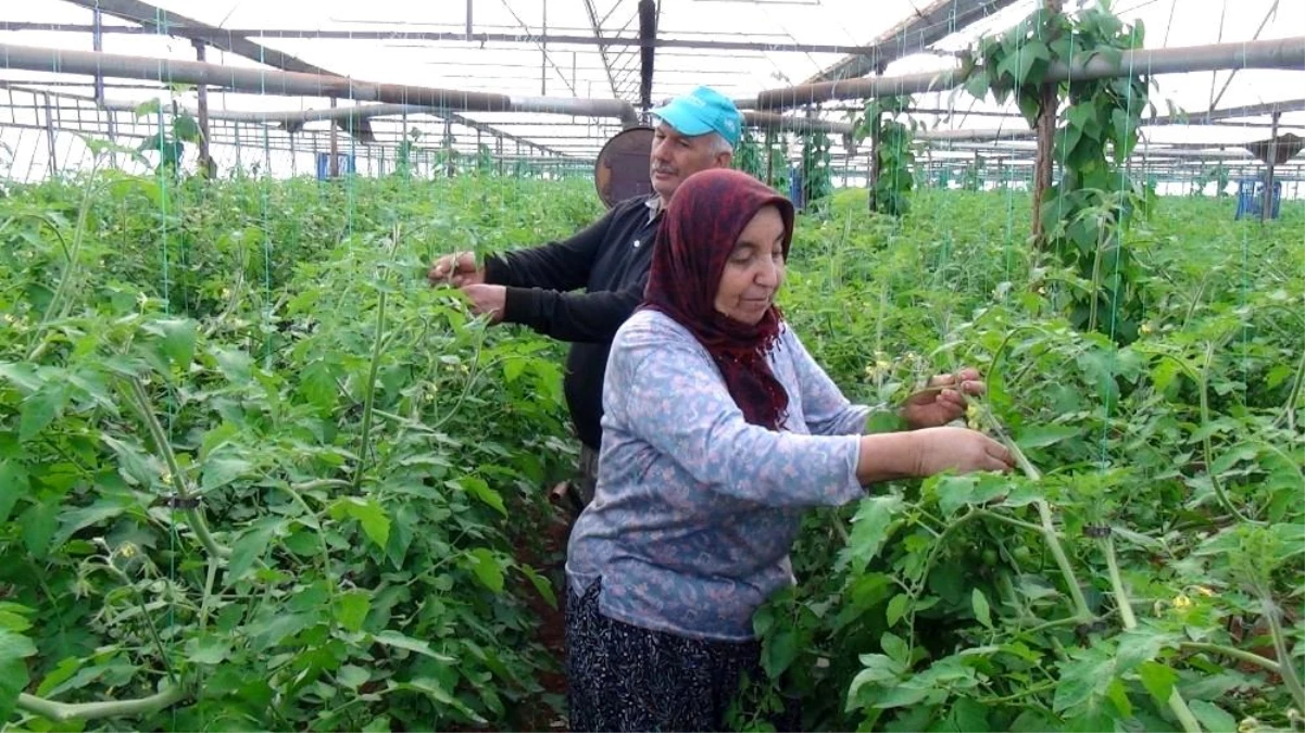 Antalya\'da domates üreticisi kışa hazırlanıyor