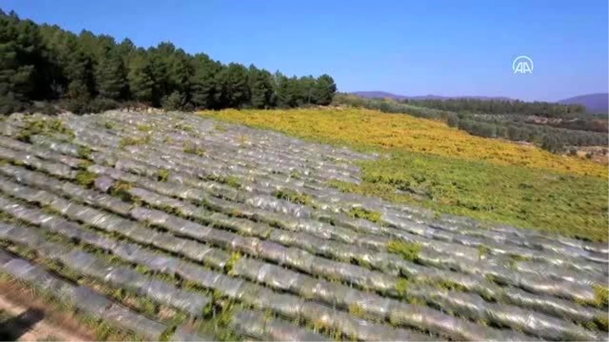 İznik\'in "Müşküle üzümü" eski günlerine kavuşacak