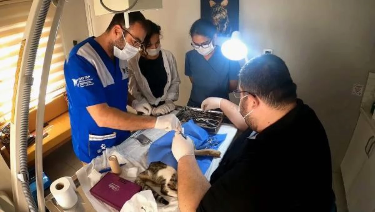 Otomobil çarpan kedinin imdadına veteriner hekimler yetişti