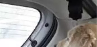 Pamuk, tedavi için Ankara'ya götürüldü