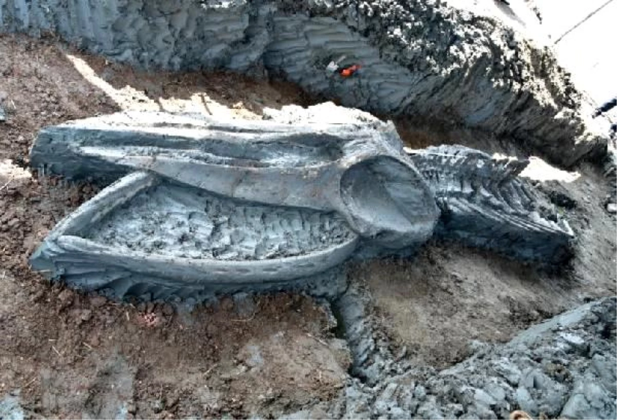 Tayland\'da 5 bin yıllık balina kalıntıları bulundu