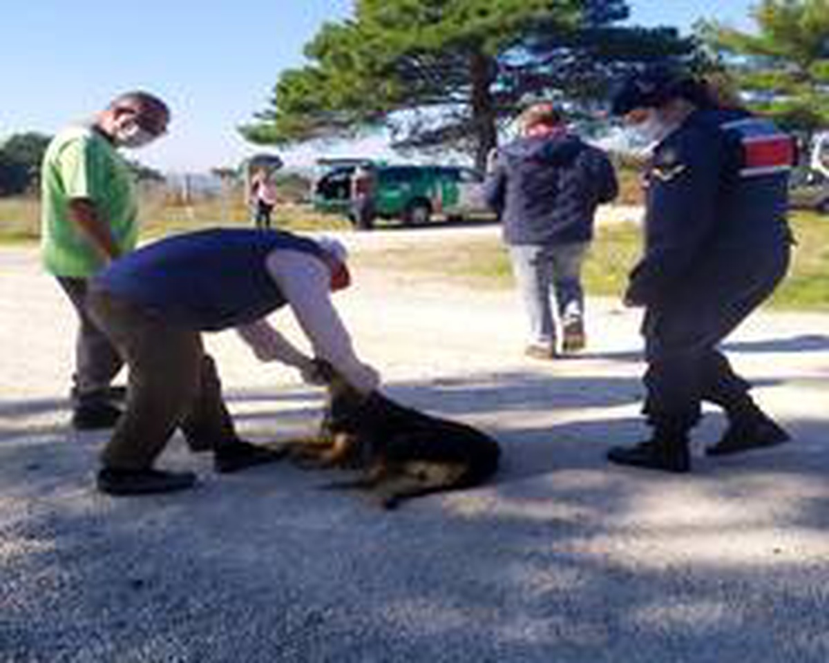 Son dakika haber! Terk edilen köpeklere jandarma sahip çıktı