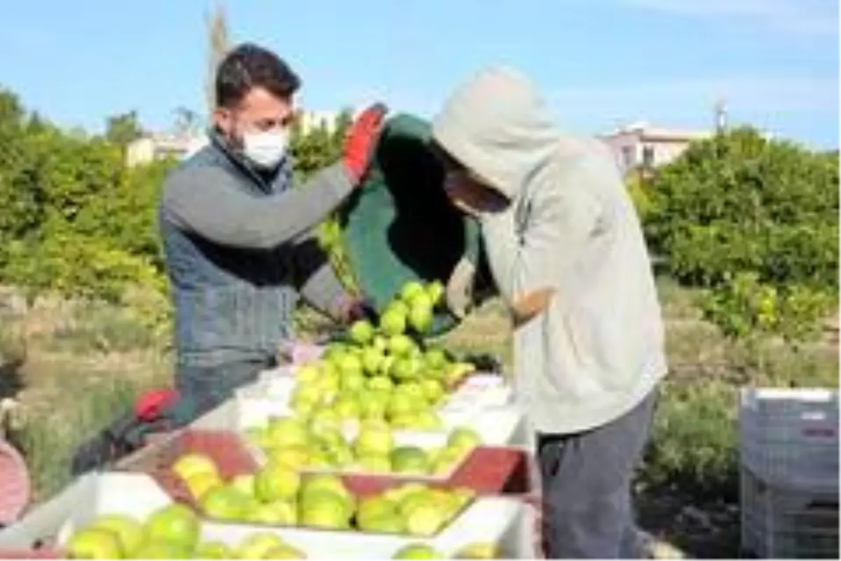 Tescilli Lamas limonu hasadı bereket duası ile başladı