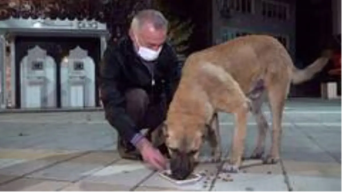 Belediye Başkanı kısıtlamada aç kalan köpekleri elleriyle besledi