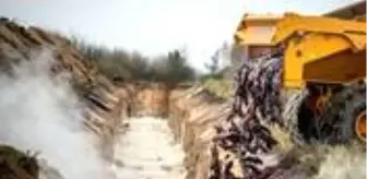 Danimarka'da vizonların ardından koronavirüs bulaşan kediler de itlaf edildi