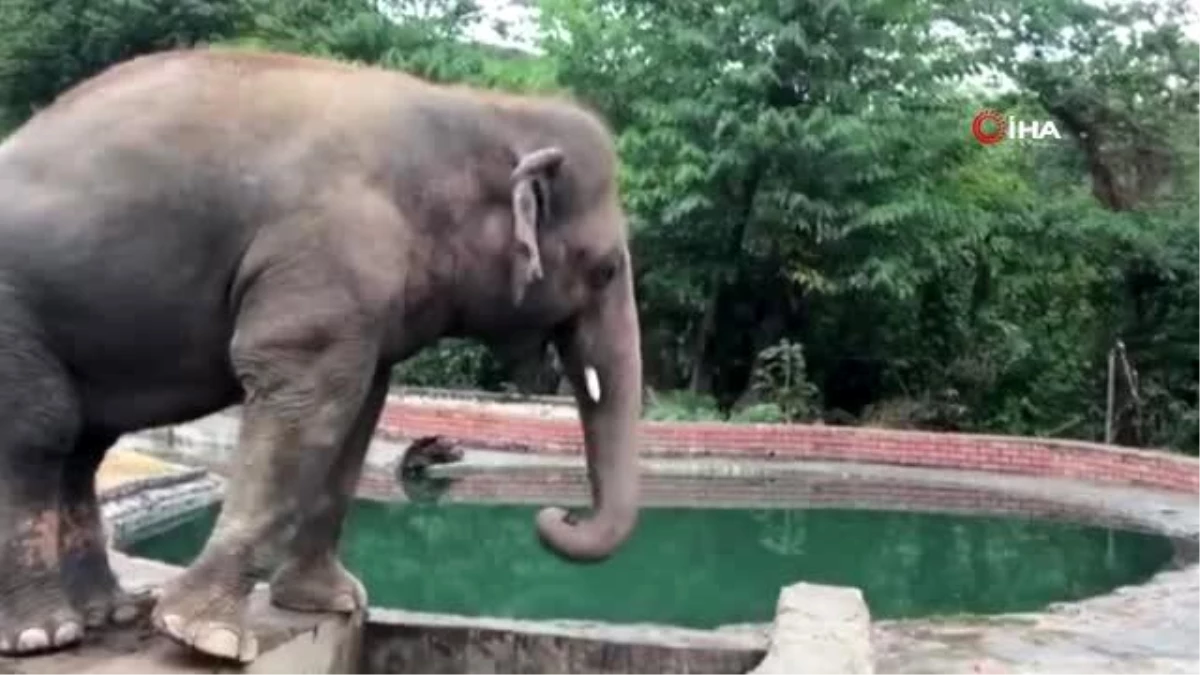 Dünyanın en yalnız fili Kamboçya\'daki fil barınağına götürülüyor
