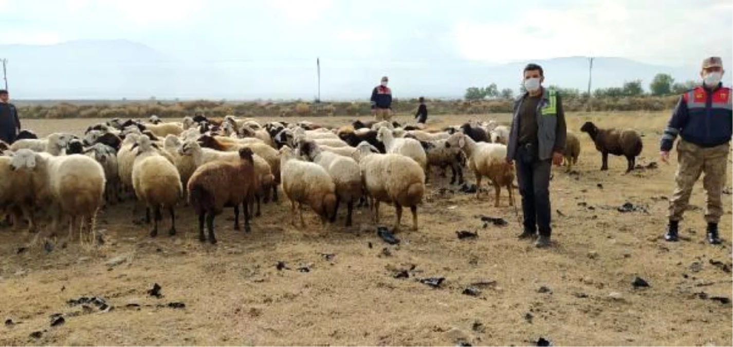 Elazığ\'da kaybolan 102 koyun dronla aranarak bulundu