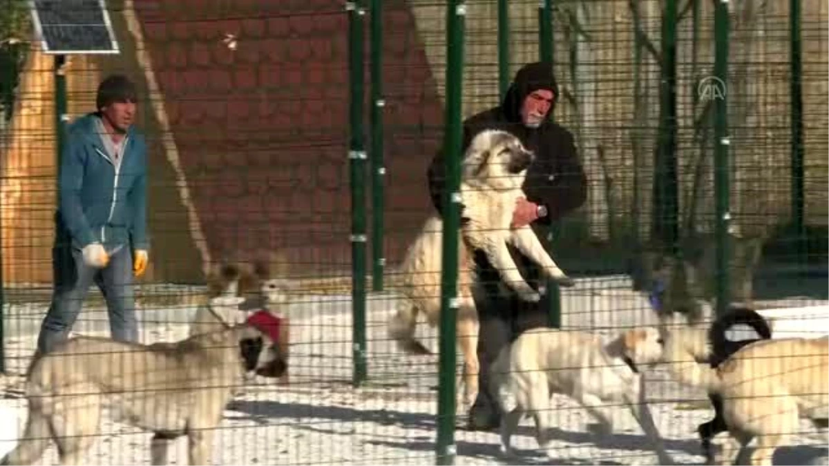 Gönüllüler başkentte köpek barınağı oluşturdu