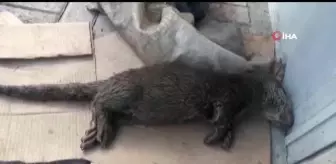 Tercan Barajında balıkçı ağına nesli tükenme tehlikesi altında olan su samuru takıldı
