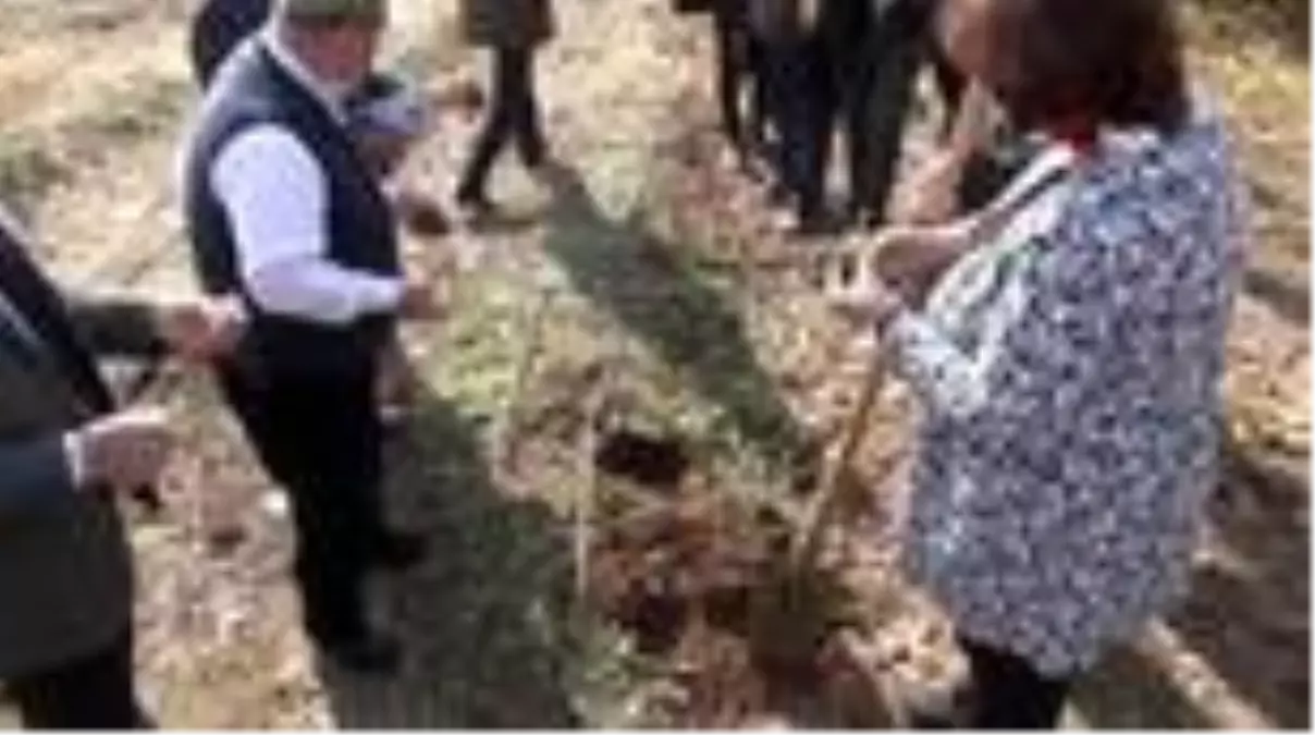 10 yıl alım garantisi var... Salep tohumları toprakla buluştu